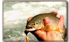 Himalayan Trout Fishing